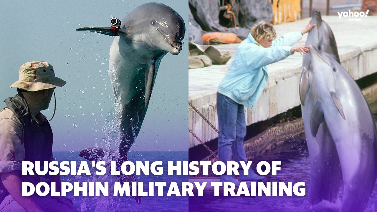 A brief look at militarized dolphins, which Russia may be using in