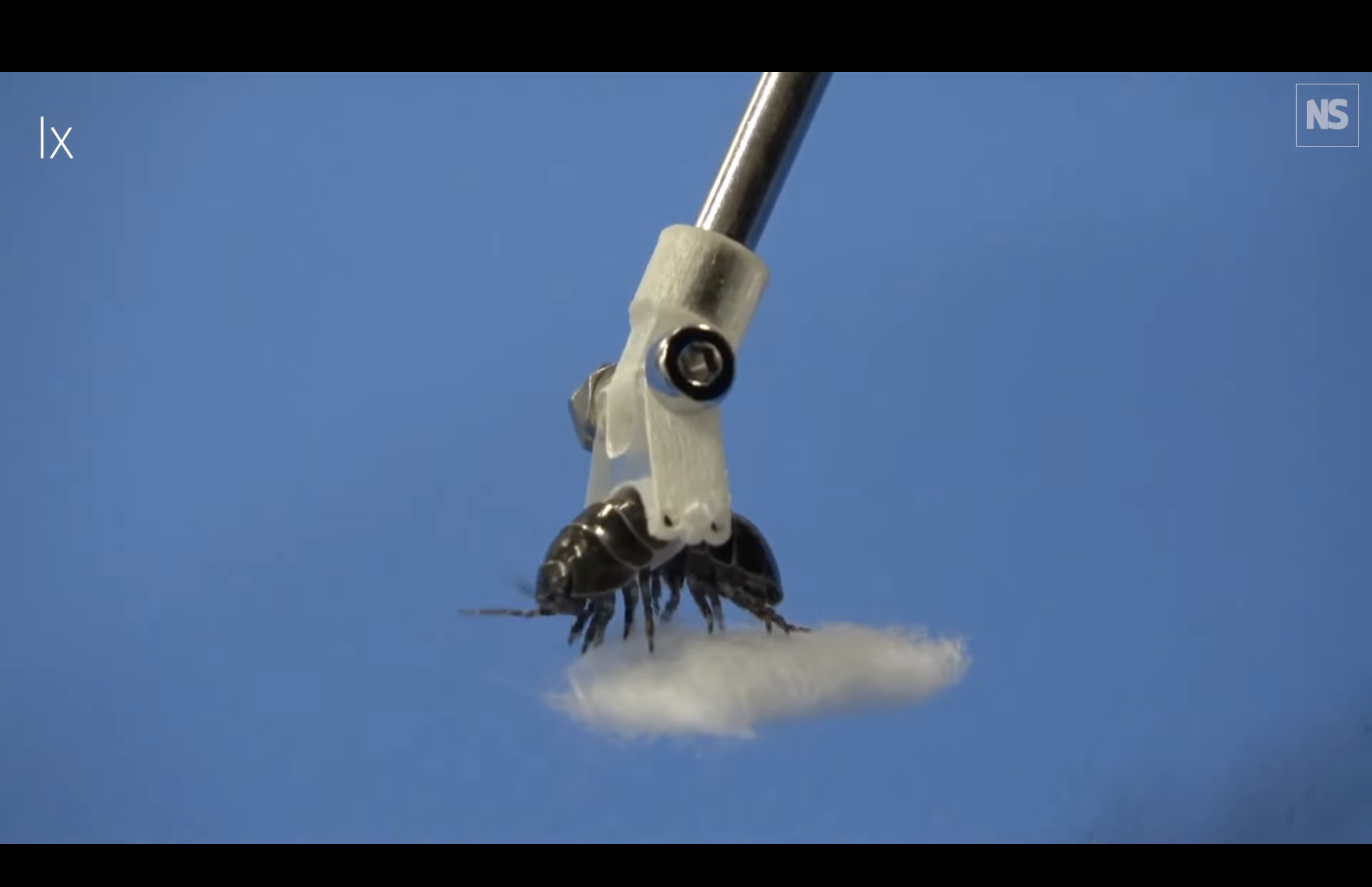 a rolly polly suspended at the end of a metal pole, while holding a bit of cotton