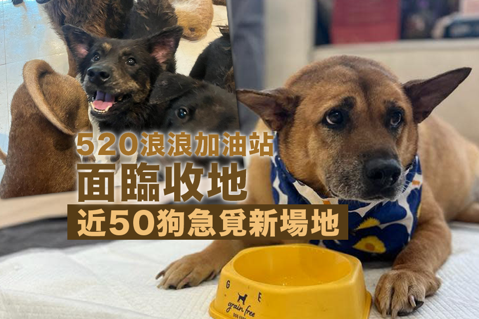 520 Langlang Gas Station Faces Land Resumption: Urgently Seeking New Venue for Nearly 50 Dogs