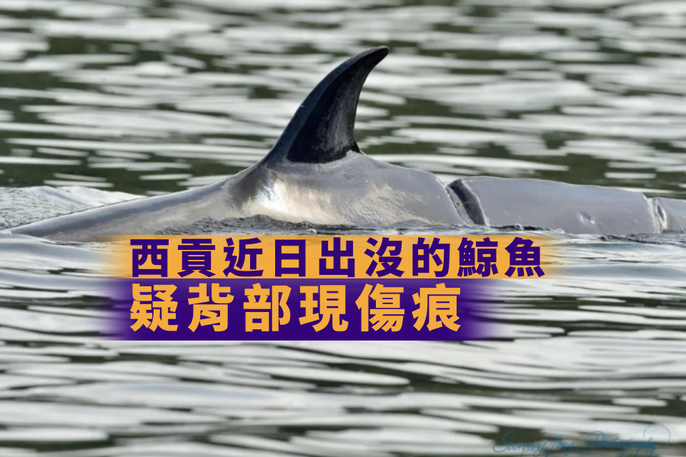 Whales in Sai Kung Waters: Urgent Concern for Dorsal Fin Damage and Safety Threat