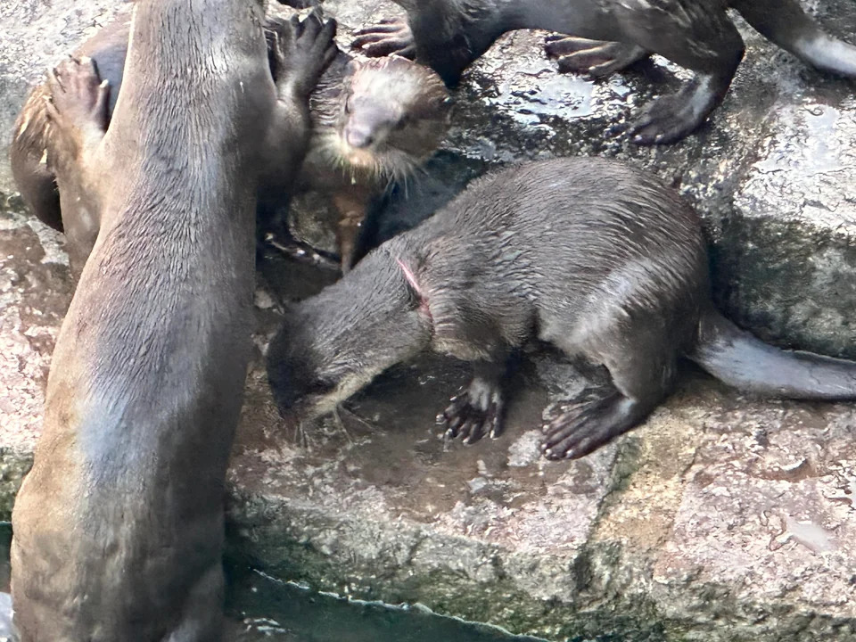 Otter found ensnared in fish net trap along the water's edge near Singapore  Indoor Stadium