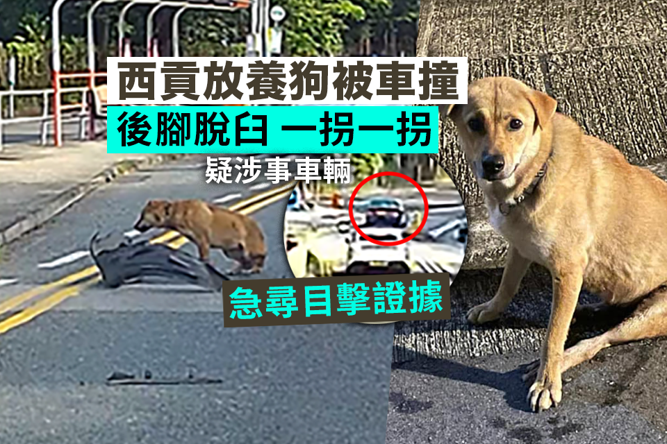 Urgently Seeking Witness Evidence: Free-Range Dog in Saigon Seriously Injured in Car Accident