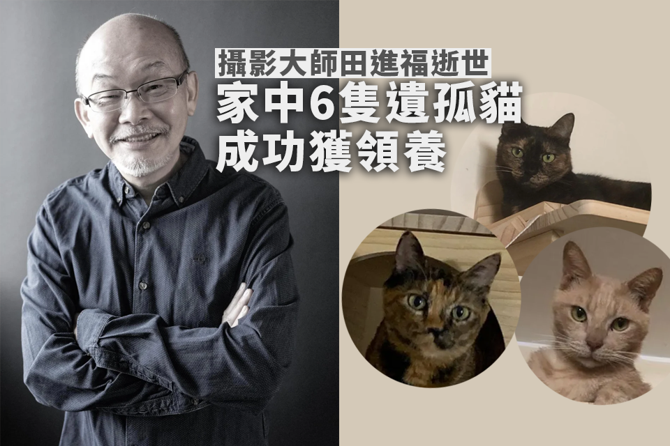 Hong Kong Photography Master’s Tragic Death While Hiking: His Life Dedicated to Helping Community Cats, Six Orphaned Cats in Need of Adoption