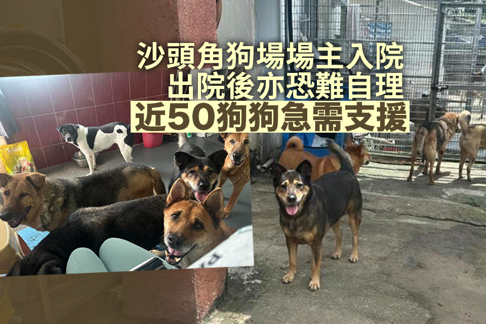 Urgent Support Needed for Sha Tau Kok Dog Farm: Nearly 50 Dogs in Need