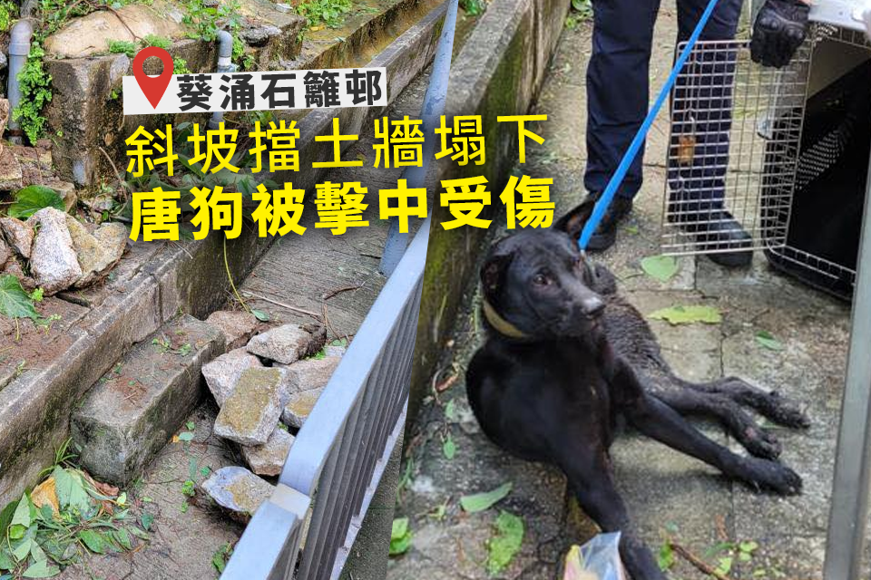 Dog Injured by Collapsed Retaining Wall in Shek Lei Estate, Kwai Chung