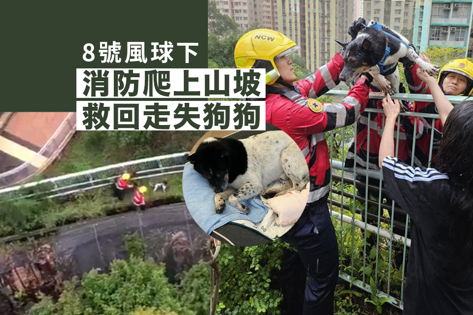 Firefighters Brave Typhoon No. 8 to Rescue Lost Dog on Hillside: Heartwarming Animal News