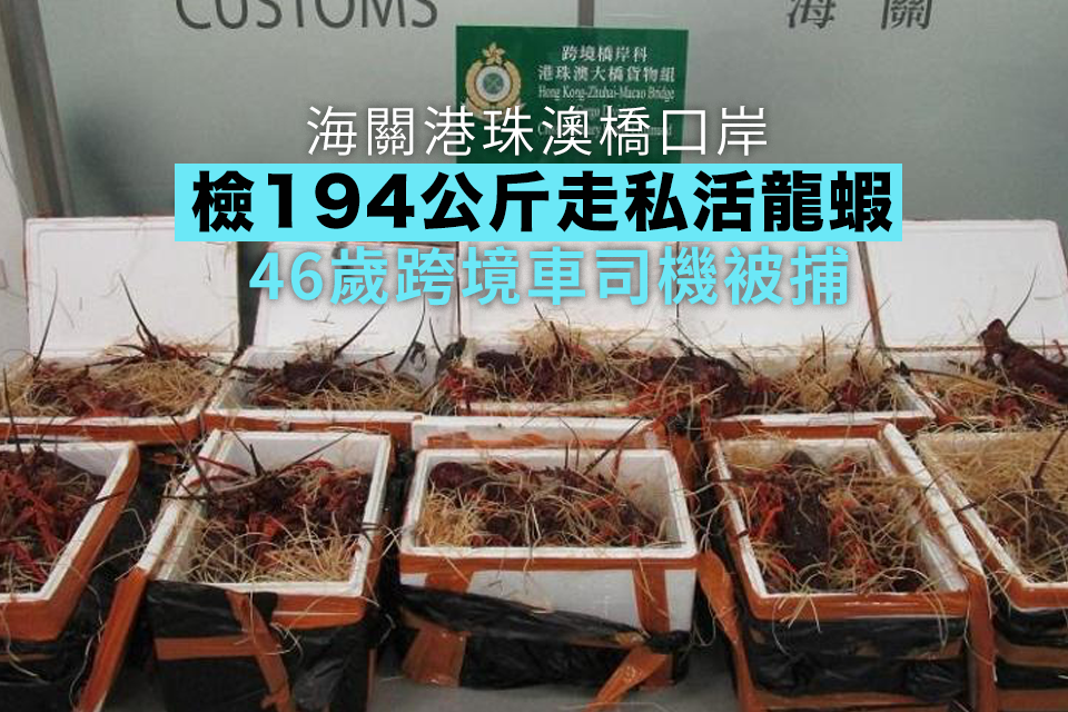 Customs Conducts Successful Anti-Smuggling Operation Seizing Live Lobsters at Hong Kong Port of Hong Kong-Zhuhai-Macao Bridge