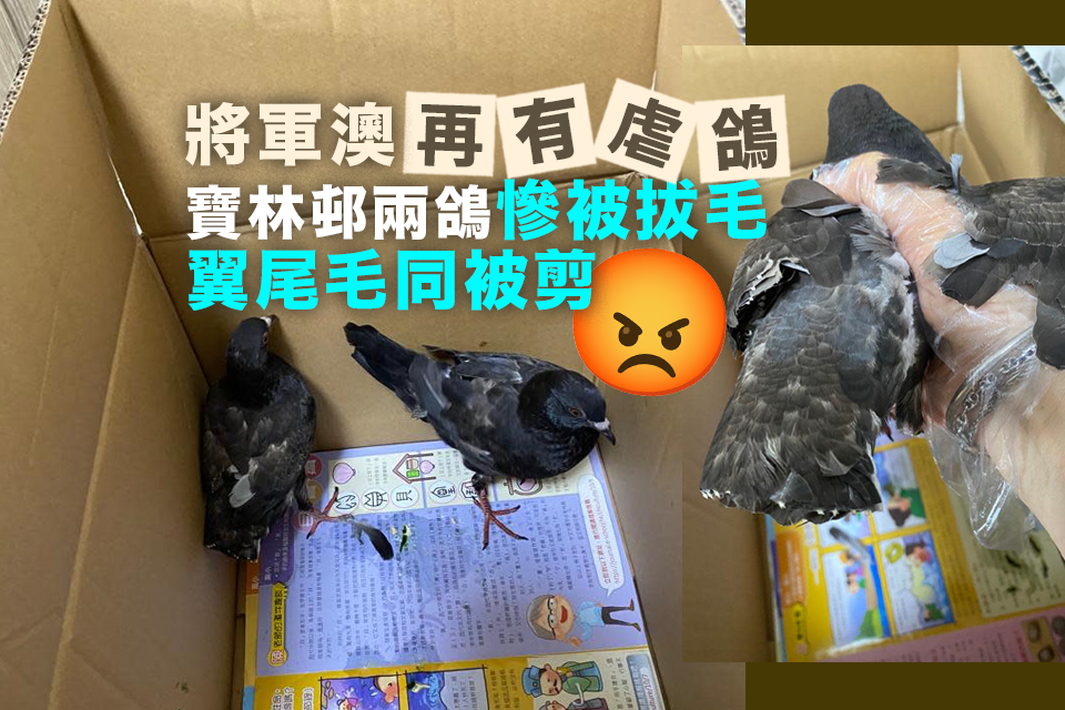 The Ongoing Problem of Pigeon Abuse in Tseung Kwan O: Recent Incidents and Efforts for Resolution