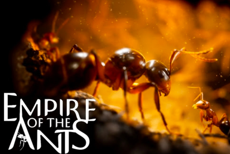 This gorgeous-looking game lets you control a colony of photorealistic ants - engadget.com