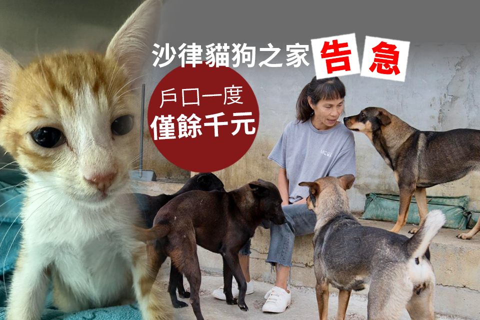 Salad Cat and Dog Home in Crisis: Urgent Medical Review and Expenses