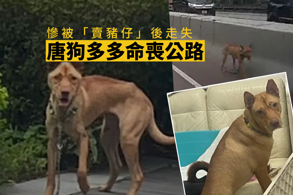 The lost Tang dog died on the road this morning after being “sold as piglets”