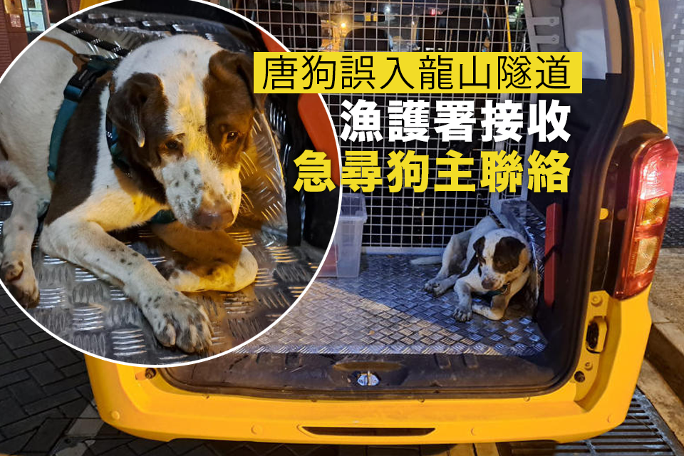 A dog with a collar walked into the Lung Shan Tunnel Administration Building, and the Fisheries and Conservation Department received contact from the owner of the urgently found dog.