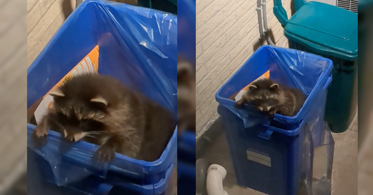 Видеоклип на пълничка миеща мечка публикуван в subreddit в Торонто