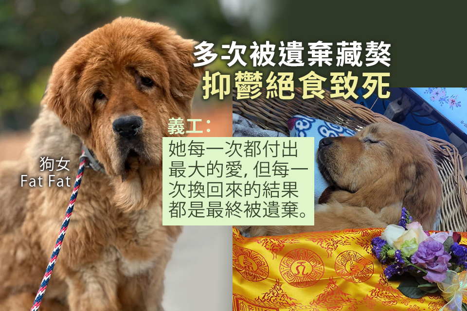 Tragic Story of Fat Fat, the Abandoned Tibetan Mastiff Who Died of Depression – A Heartbreaking Tale of Love and Loss