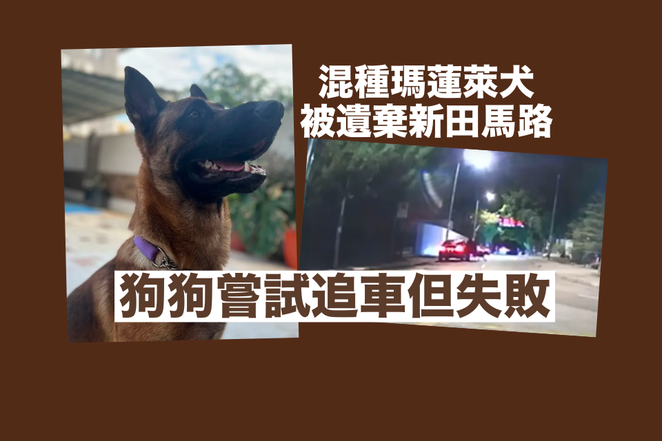 Loyal Dog Abandoned on Road in San Tin, Yuen Long Still Seeks Former Owner – Hong Kong Animal Post