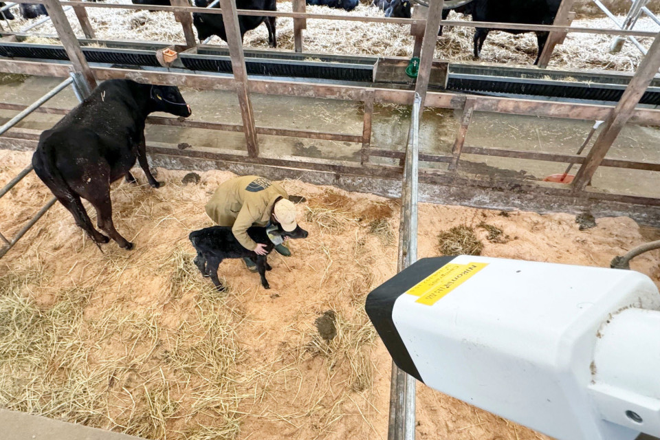 نیکون یک دوربین تصویربرداری با هوش مصنوعی ساخته است که تشخیص می دهد گاوها در شرف زایمان هستند