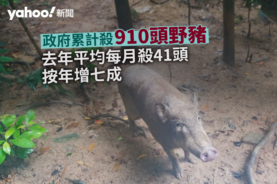 Wild Boar Sightings in Hong Kong: Tai Po District Leads with 197 Cases in 2021