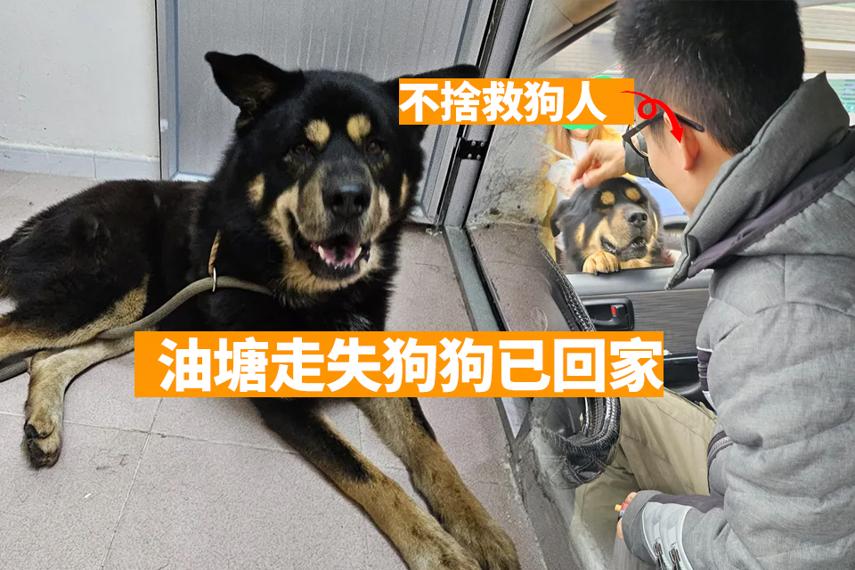 Dog Rescued in Yau Tong Reunites with Owner After Wandering Adventure