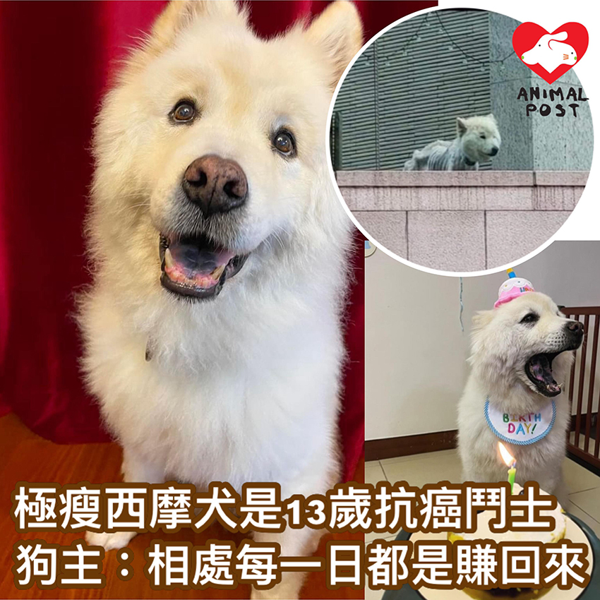 九肚山極瘦西摩犬是13歲抗癌鬥士狗主：相處每一日都是賺回來 - Yahoo新聞