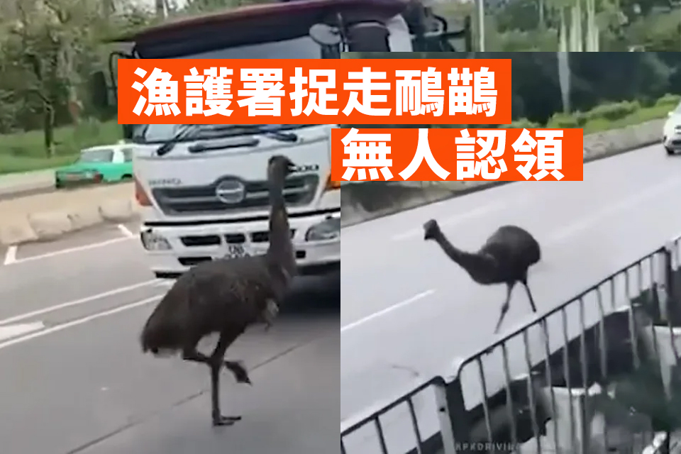 The emu was working wild throughout the street in Tin Shui Wai and was caught by the Division of Fisheries and Conservation however nobody claimed that.