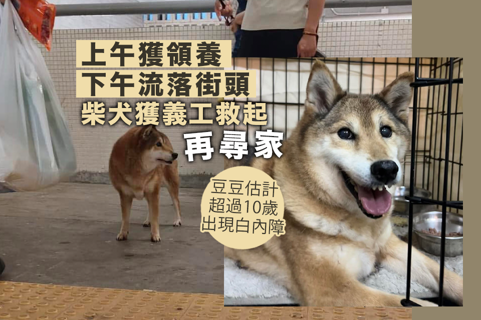 上午獲領養下午流連街上柴犬獲義工救起再尋家 - Yahoo新聞