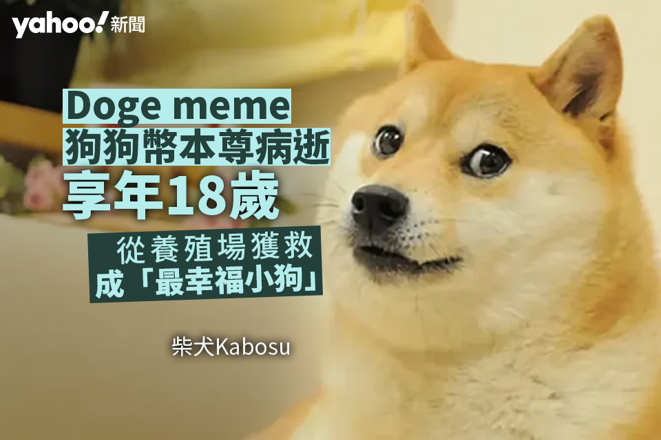 Doge meme, le Dogecoin original est mort de maladie à l’âge de 18 ans. Il a été sauvé d’une ferme d’élevage et est devenu le « chiot le plus heureux » Yahoo |
