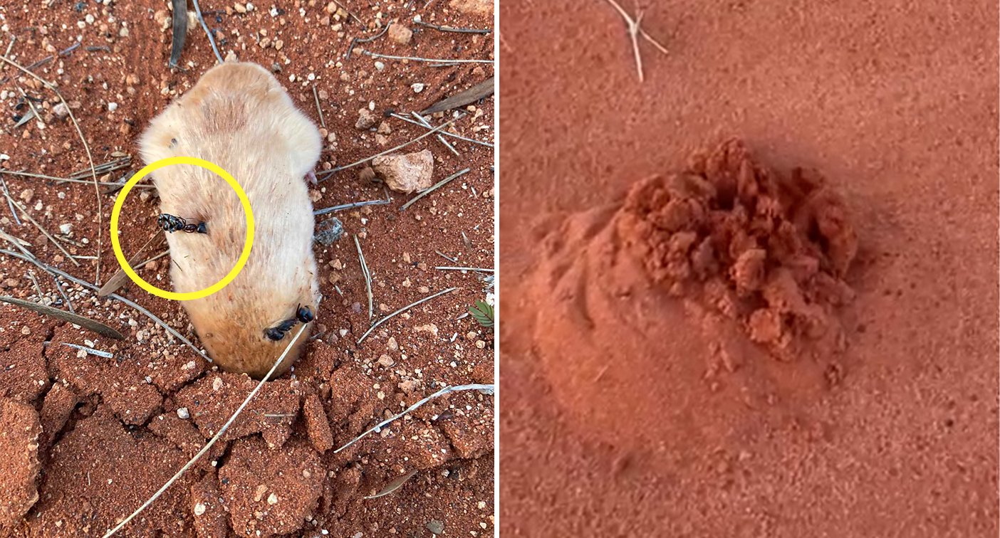 Grim theory emerges after Australia’s ‘hardest animal to find’ filmed above ground