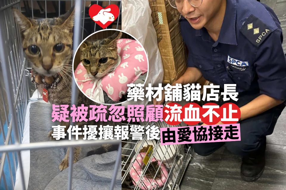 The manager of the cat shop of the medicine shop was suspected of being neglected and bleeding continuously. After the incident, he called the police and was picked up by the Asian Association.