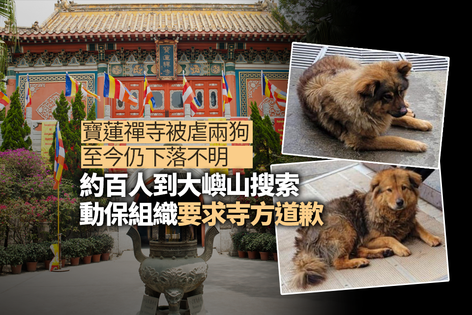 About 100 people search Lantau Island for two abused dogs at Po Lin Monastery