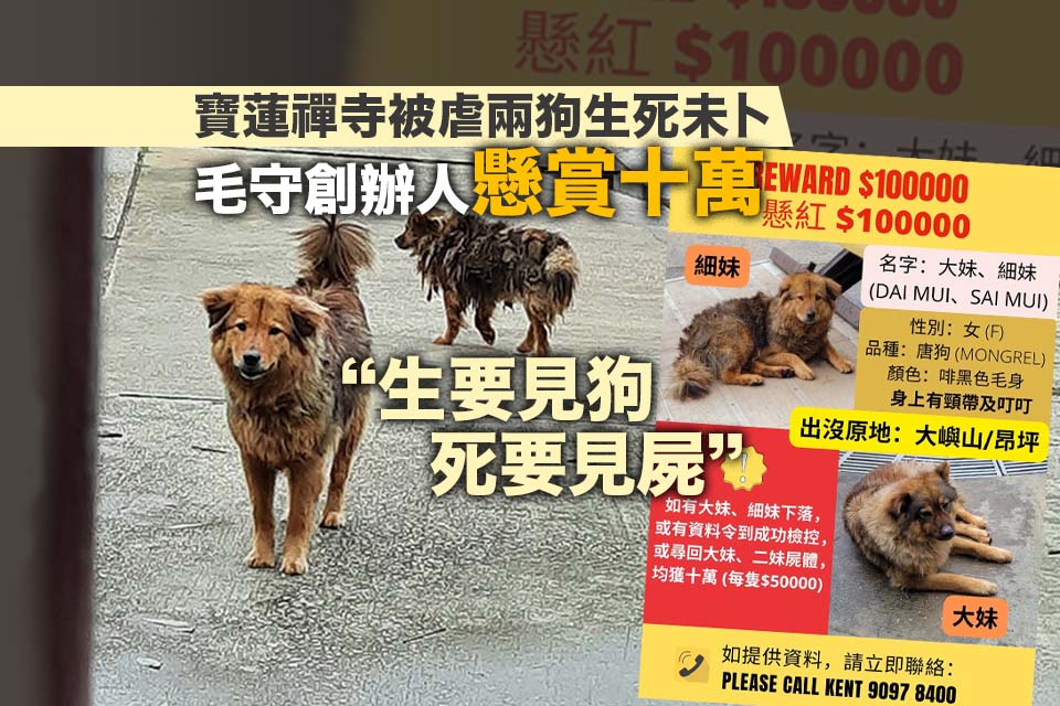 Volunteers have been looking for two abused dogs at Po Lin Monastery for several days.