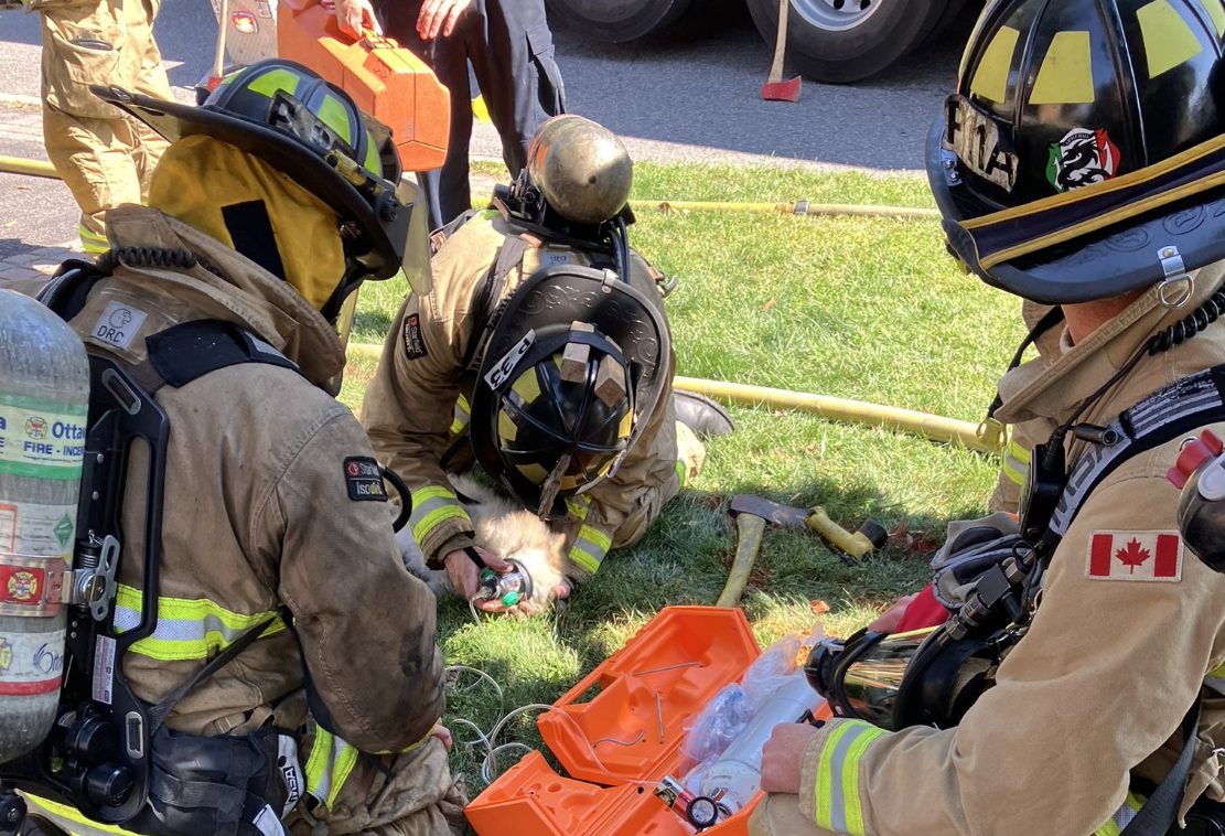 ‘True Heroes’: Ottawa firefighters capture hearts of community by reviving dog at basement fire