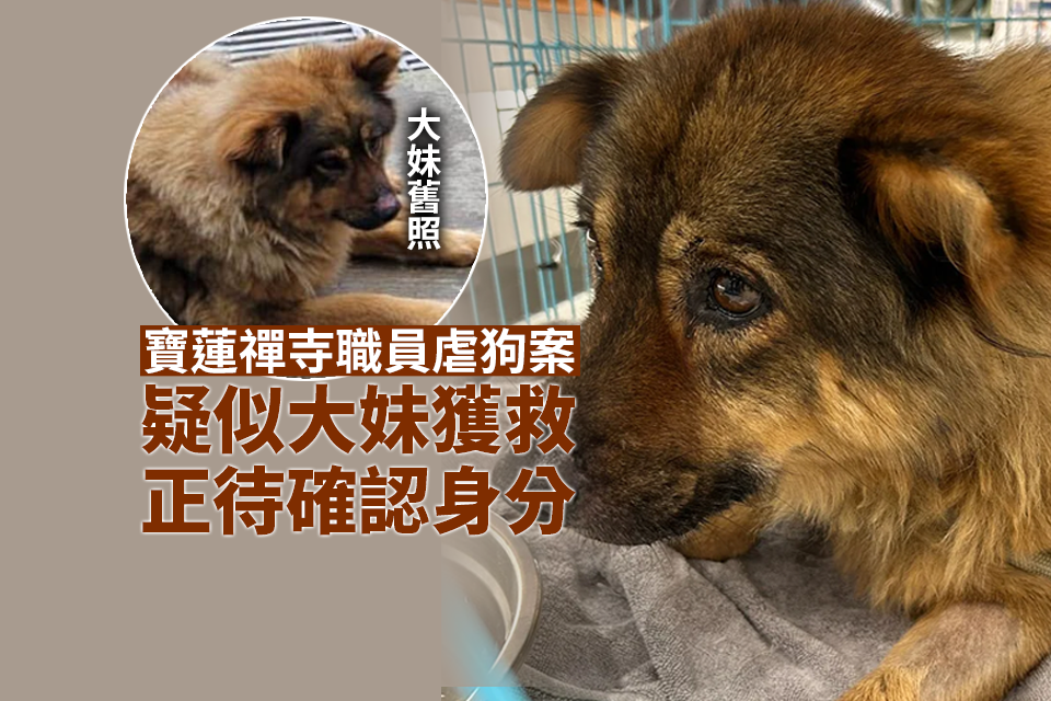 There are new developments regarding the abuse of dogs by the staff of the Po Lin Monastery The older suspect sister has been rescued and her identity is pending confirmation.