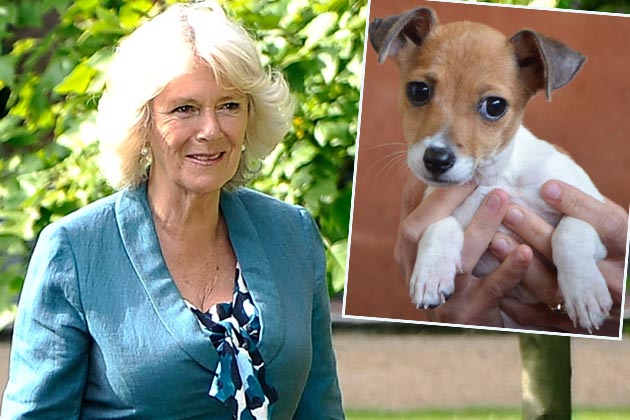 Camilla adoptiert ein Hunde-Baby