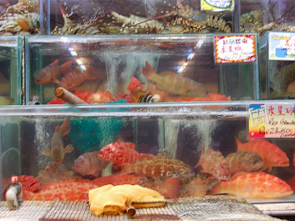 Cartimar hot sale fish shop