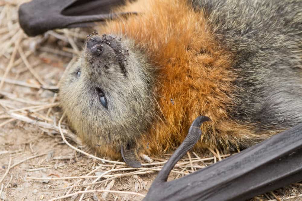 Soaring Temperatures Down Under: Heatwave Crushes Flying Fox Colonies in Australia