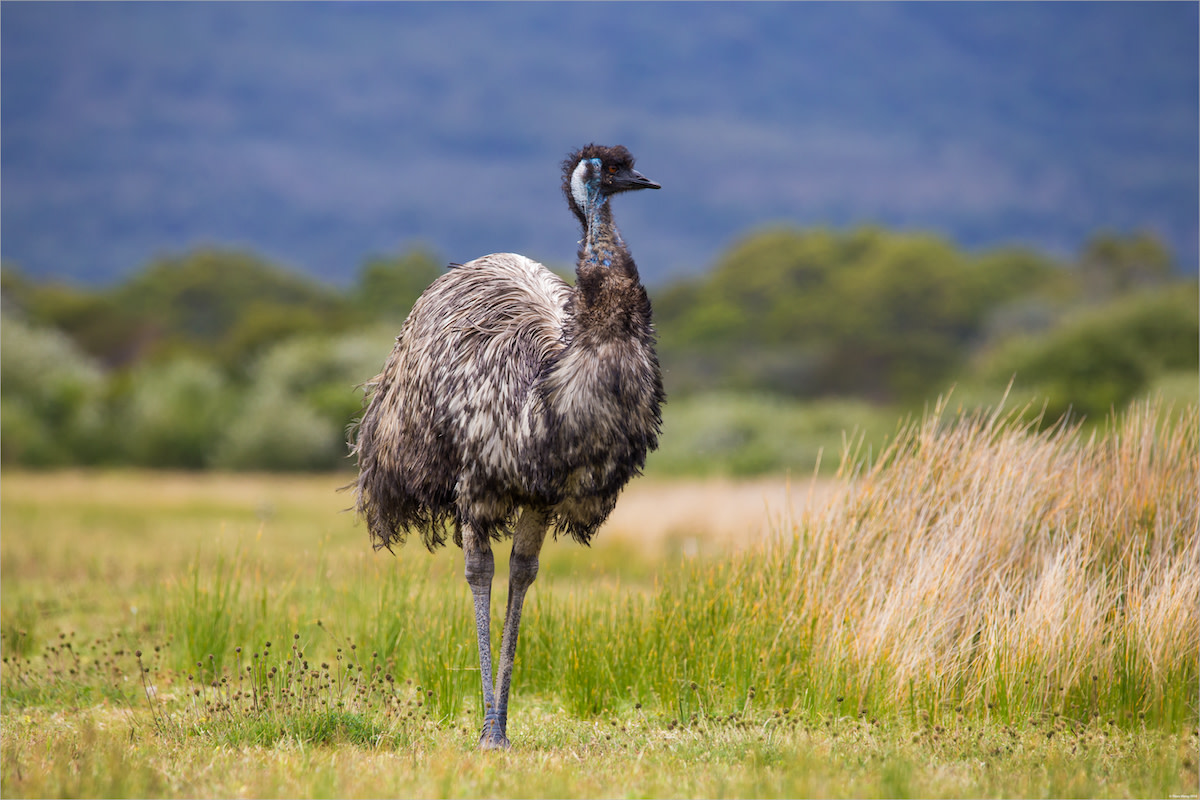 Florida Deputy Lassos and Handcuffs Runaway Emu After the Massive Bird Escaped From Home