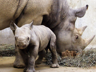 extinct western black rhinoceros