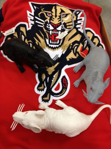 Why are there rats at Florida Panther games?