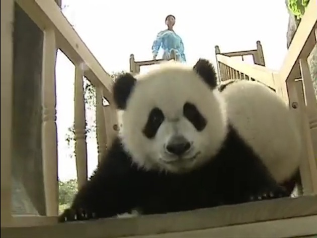 cute baby pandas on a slide