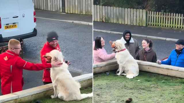 Video: Golden Retriever Makes Strangers Happy & Gains Fans - Yahoo
