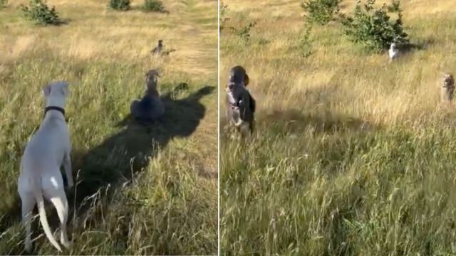 Dogs Line Up & Take Positions Before Chasing Each Other in Cute Video - Yahoo