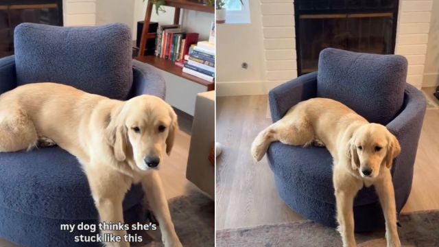 Golden Retriever Believes She’s ‘Stuck’ in Adorable Video - Yahoo