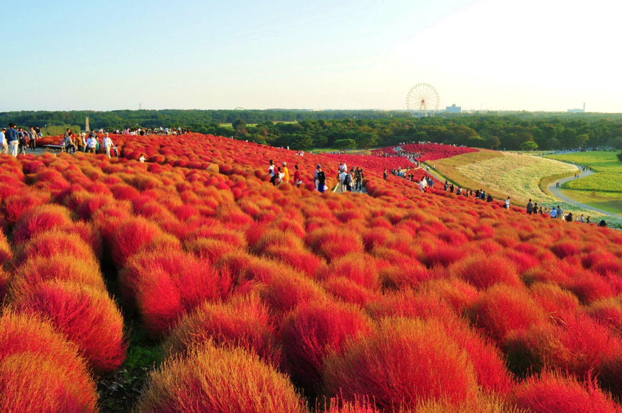 賞花之旅 一片紅通通 圓滾滾的掃帚草 Yahoo奇摩旅遊