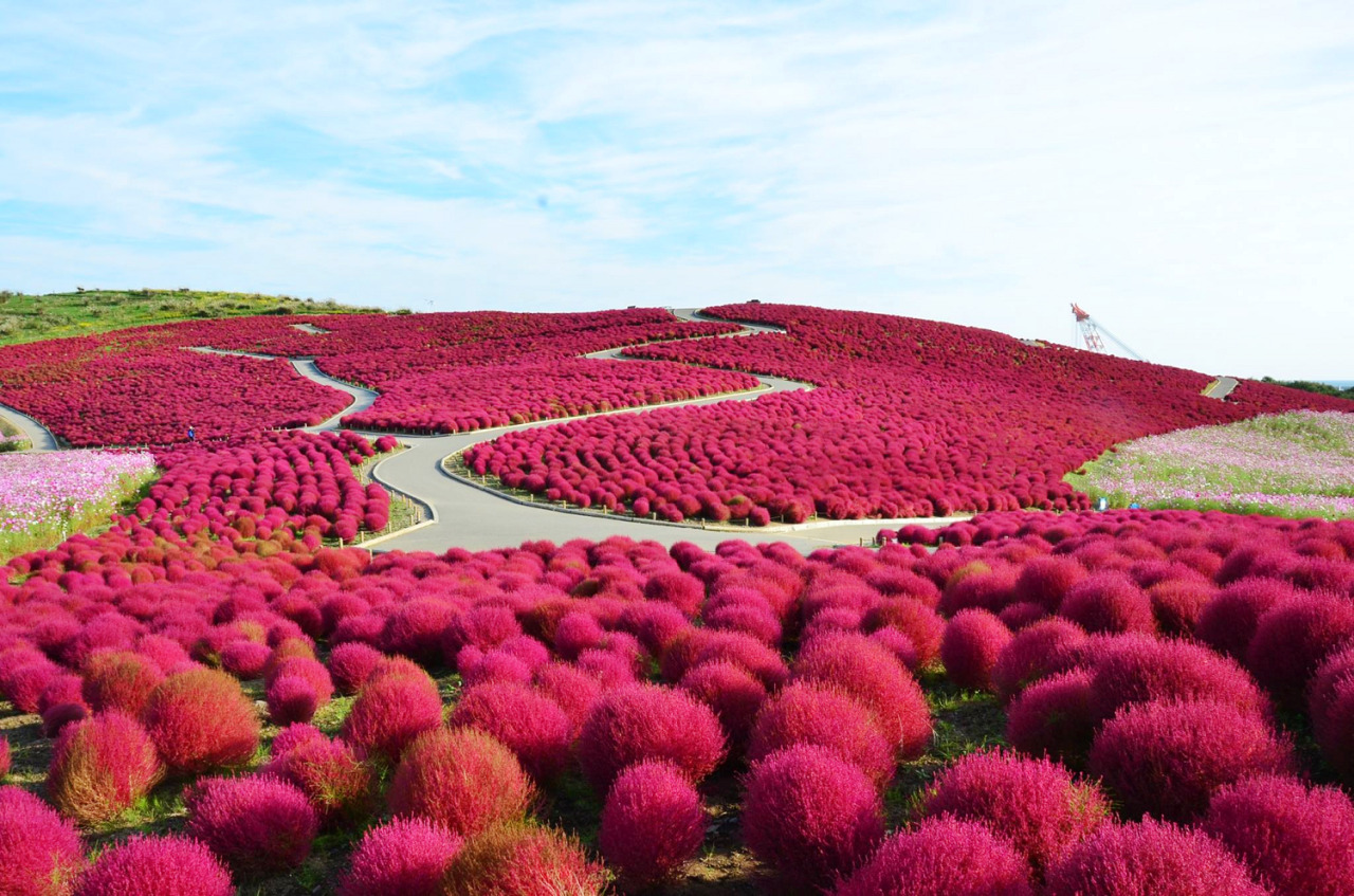 賞花之旅 一片紅通通 圓滾滾的掃帚草 Yahoo奇摩旅遊