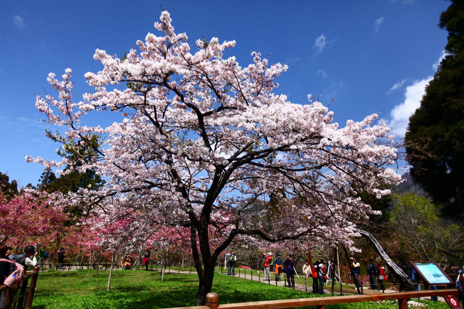 賞花之旅 阿里山櫻花季 櫻舞紛飛浪漫美景 Yahoo奇摩旅遊