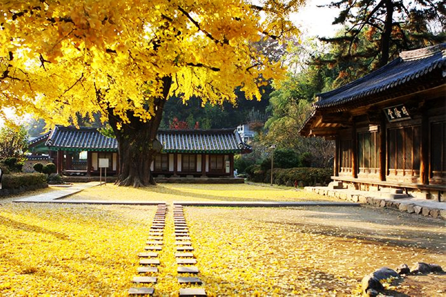 韓國就醬玩 打翻秋天的調色盤 韓國金黃銀杏美景 Yahoo奇摩旅遊