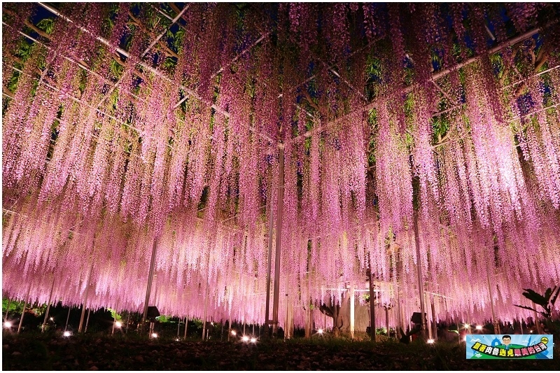 世界10大夢幻旅遊景點 日本足利花卉公園紫藤花 美不勝收的紫藤花海仙境 Yahoo奇摩旅遊