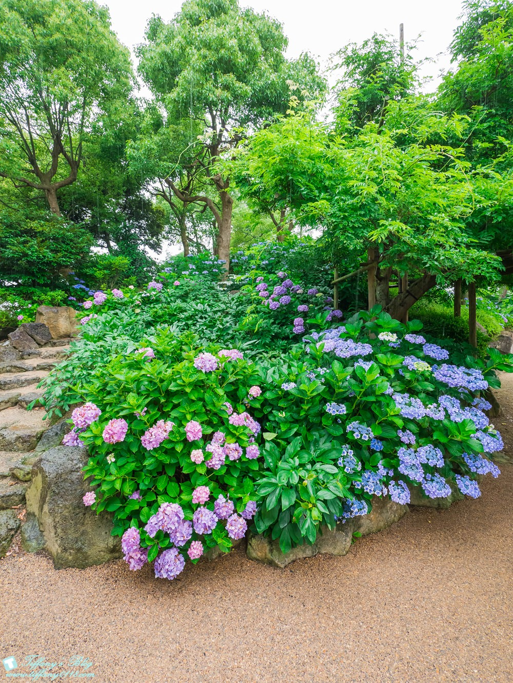 日本 島根 由志園 充滿美麗牡丹花的迴遊式庭園 賞楓賞花必去絕對不虛此行 Yahoo奇摩旅遊