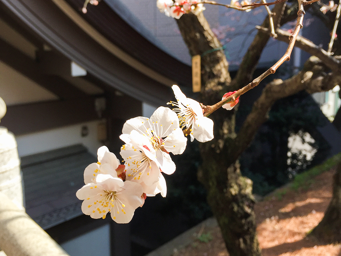 日本 梅花 季 到湯島天神當一下文人雅士 Yahoo奇摩旅遊