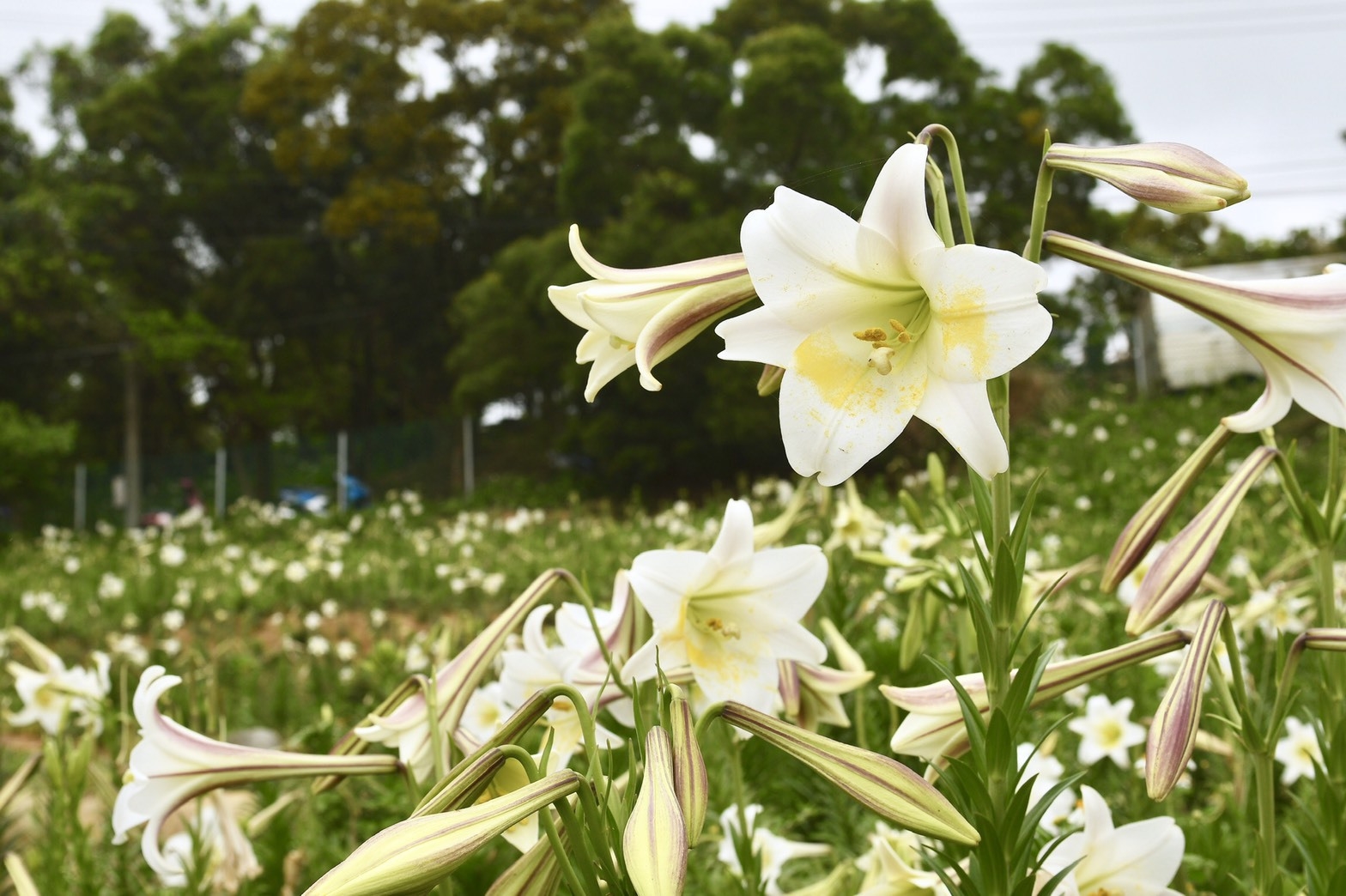 賞花之旅 桃園百事合意 大古山野百合花季 Yahoo奇摩旅遊